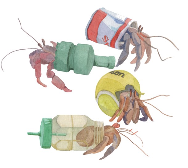 HERMIT CRAB