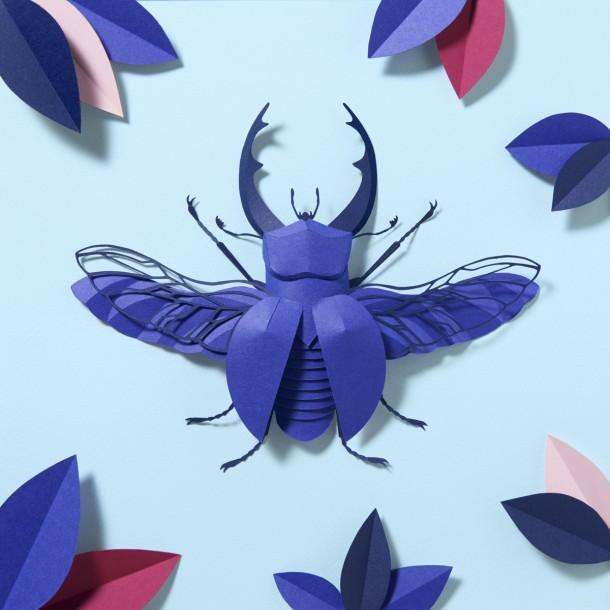 The Royal Blue Colorplan Beetle