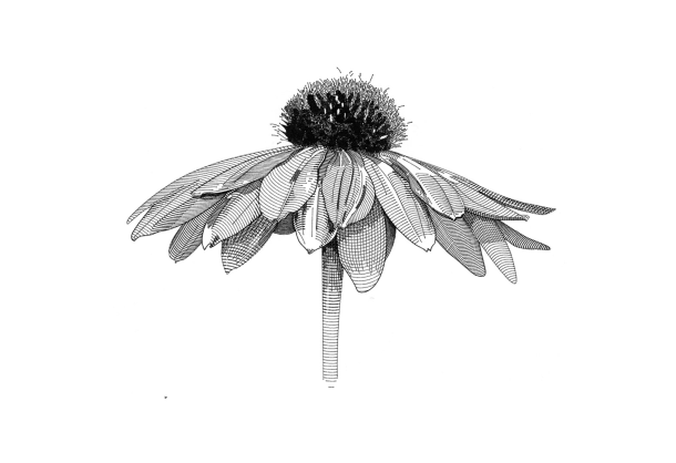 Kingdom Plantae