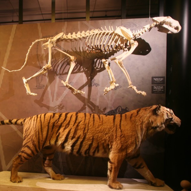 Muséum d'Histoire Naturelle de Toulouse