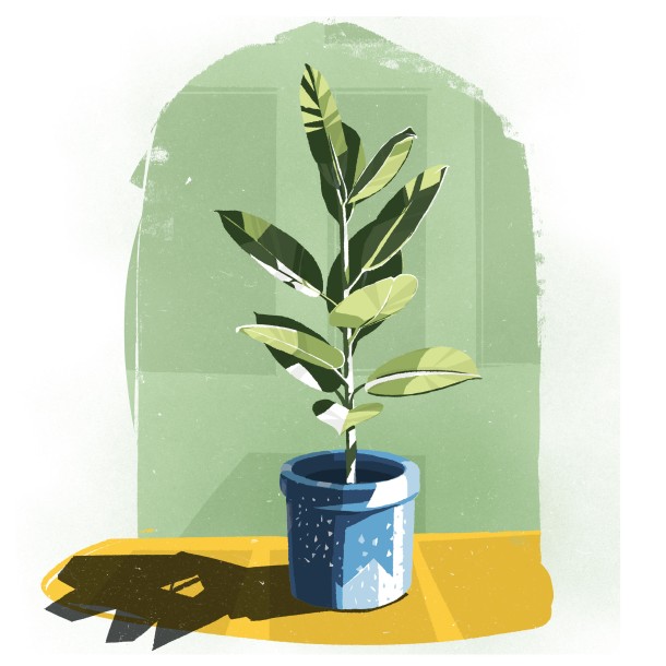 Plant #1