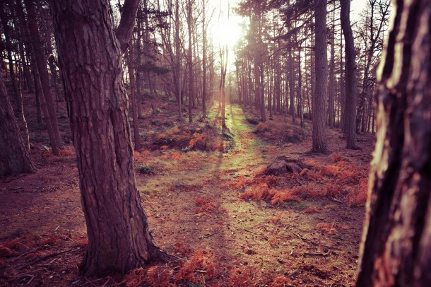 My Nature