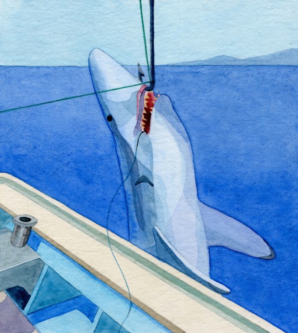 Shark